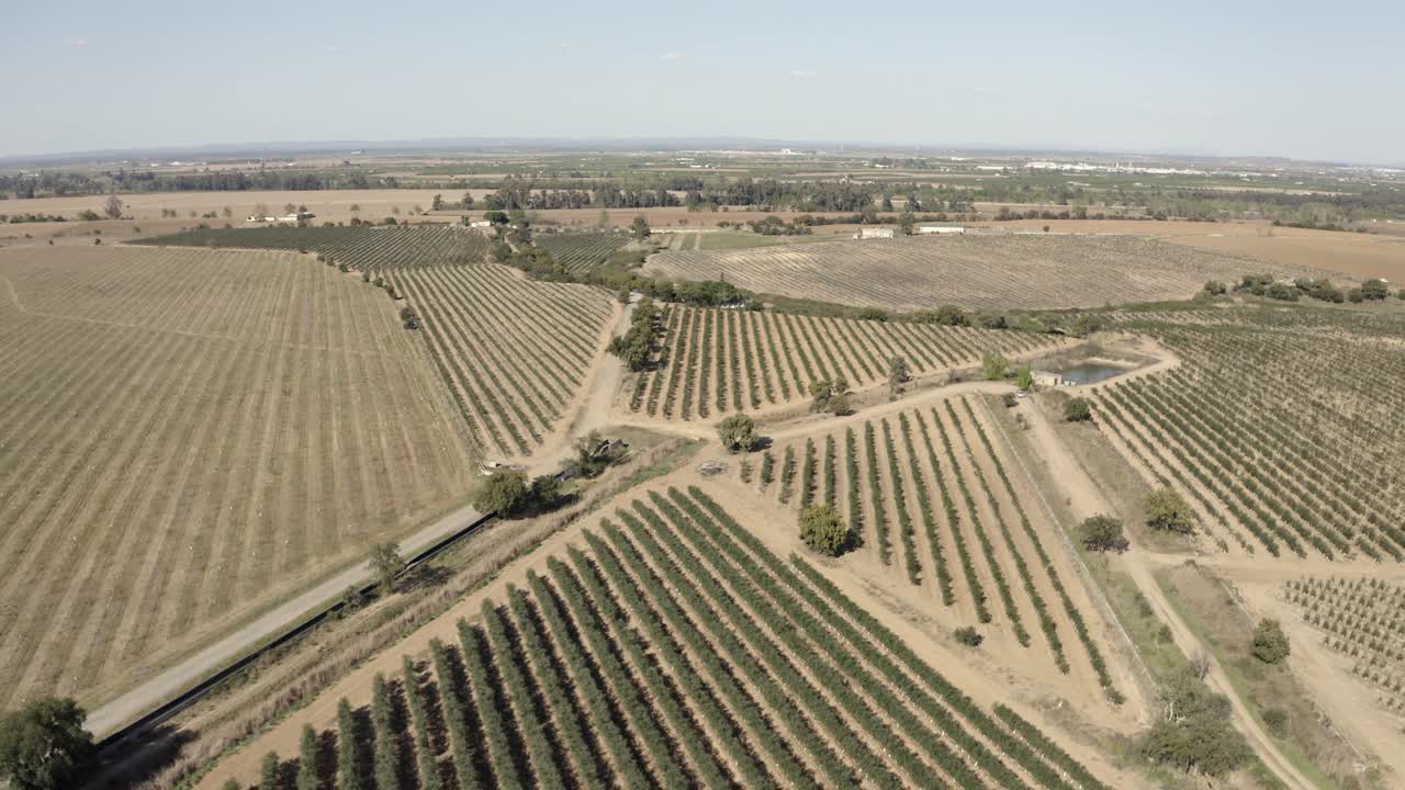 Aerial footage of olive tree plantations in southern Spain
