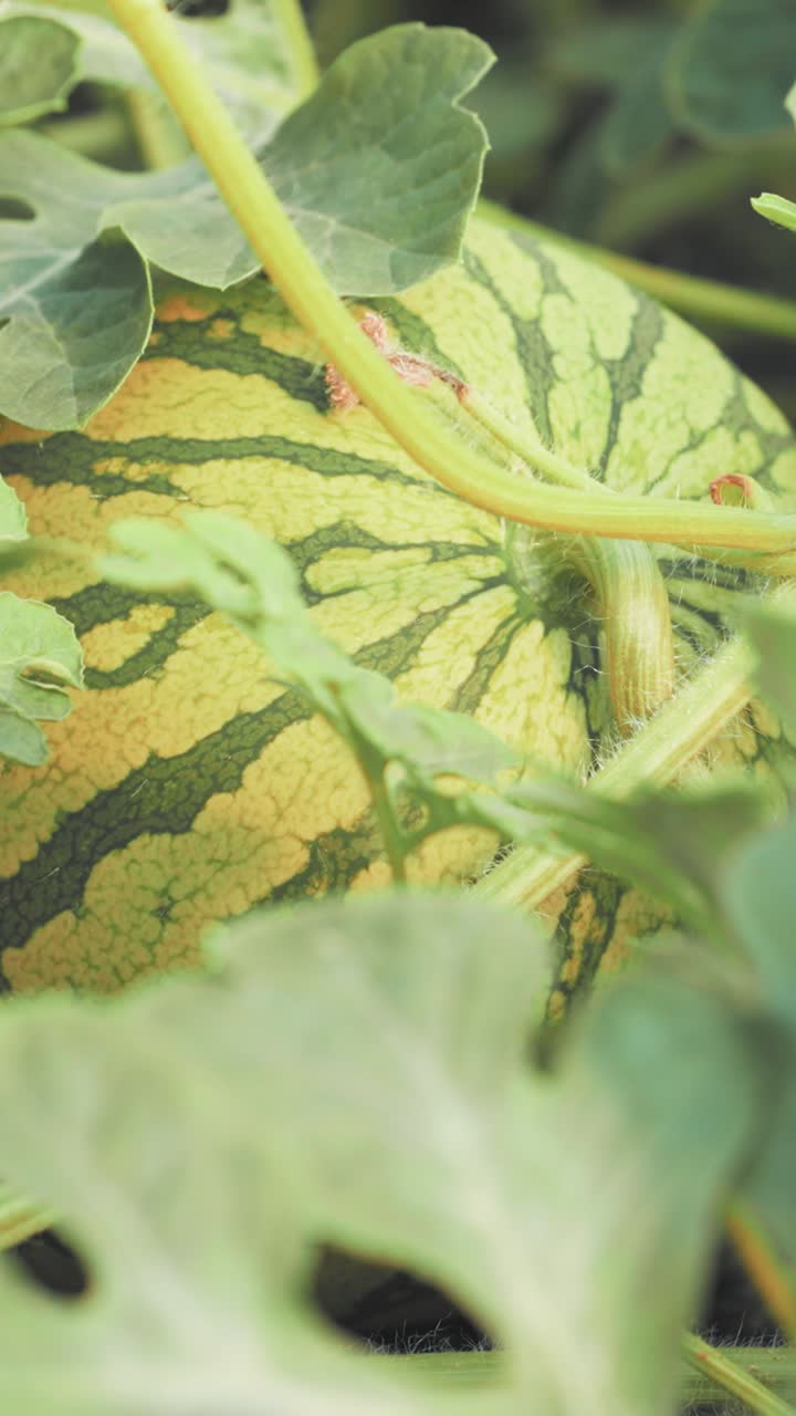 Growing watermelon in greenhouse: close-up on fruit and leaves