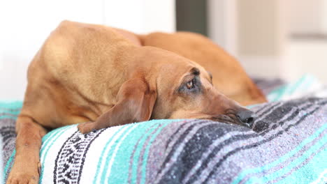 Hound-dog-relaxing-on-bed