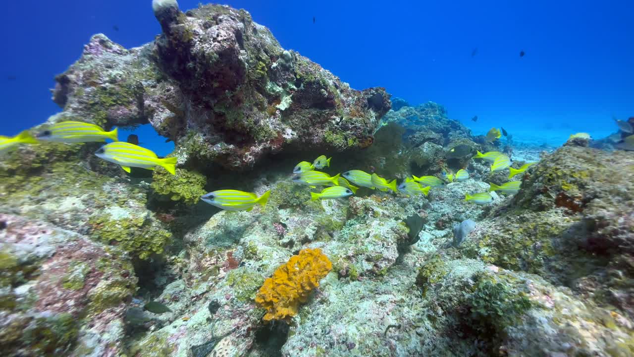 School of bluestripe snapper near Mnemba Island, Zanzibar, Tanzania.