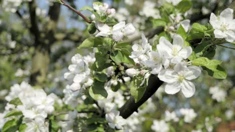 detail of fall petals on spring theme. apple blossom flower