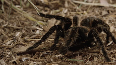 la tarántula se arrastra por el suelo del bosque - plano medio