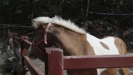 A-close-up-shot-of-a-Dwarf-Horse-being-fed-a-carrot-over-a-wooden-fence-at-an-agricultural-zoo-farm