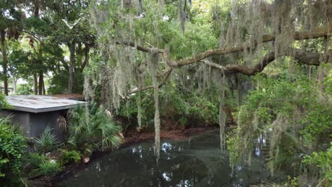 sawmp, marsh with spanish moss in south caroline