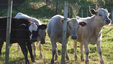 white and black cows standing behind the fence of an enclosed farm area in new zealand - medium shot