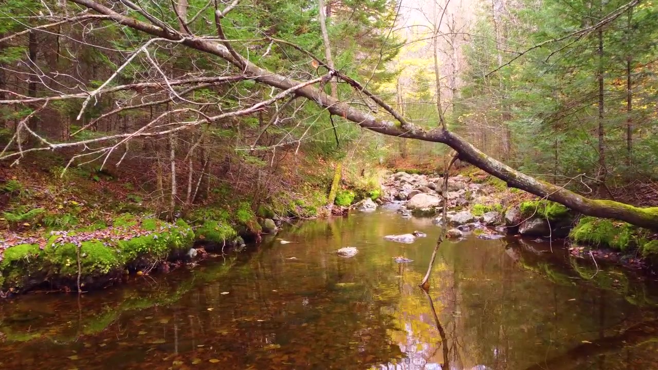 Rustige rivier met stenen midden in het bos van Mont Tremblant, Canada.