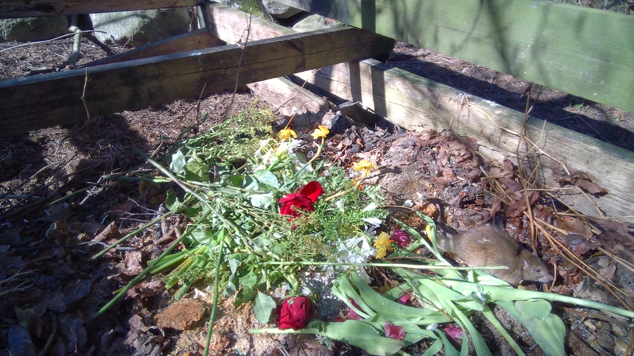 The brown rat (Rattus norvegicus) is looking for food in a compost pile. Suitable for urban wildlife studies.