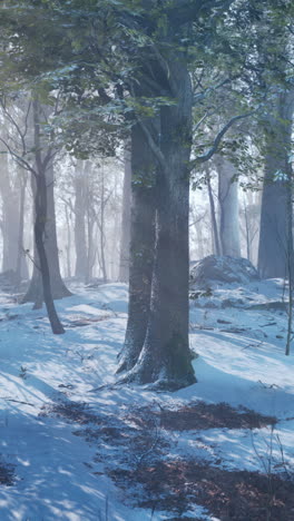 enchanting winter forest