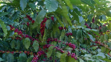 Kaffeebäume-Inmitten-Einer-Plantage-In-El-Salvador-An-Einem-Sonnigen-Tag