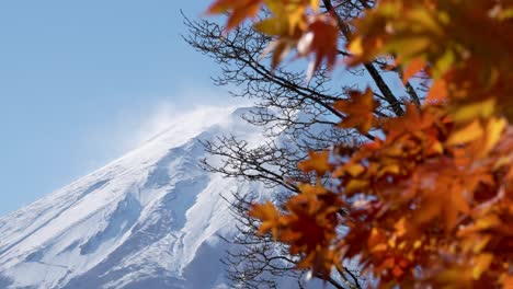 close-up of mount fuji with golden red maple leaves in the wind