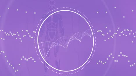 Animation-of-dna-and-human-model-over-violet-background