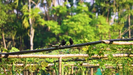 close-up-of-a-breeding-pair-of-drongo-birds-resting-on-a-bamboo-structure-vegetable-garden-in-bangladesh