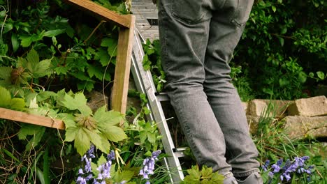 gardener trimming hedges in garden on ladders medium tilting shot 4k slow motion