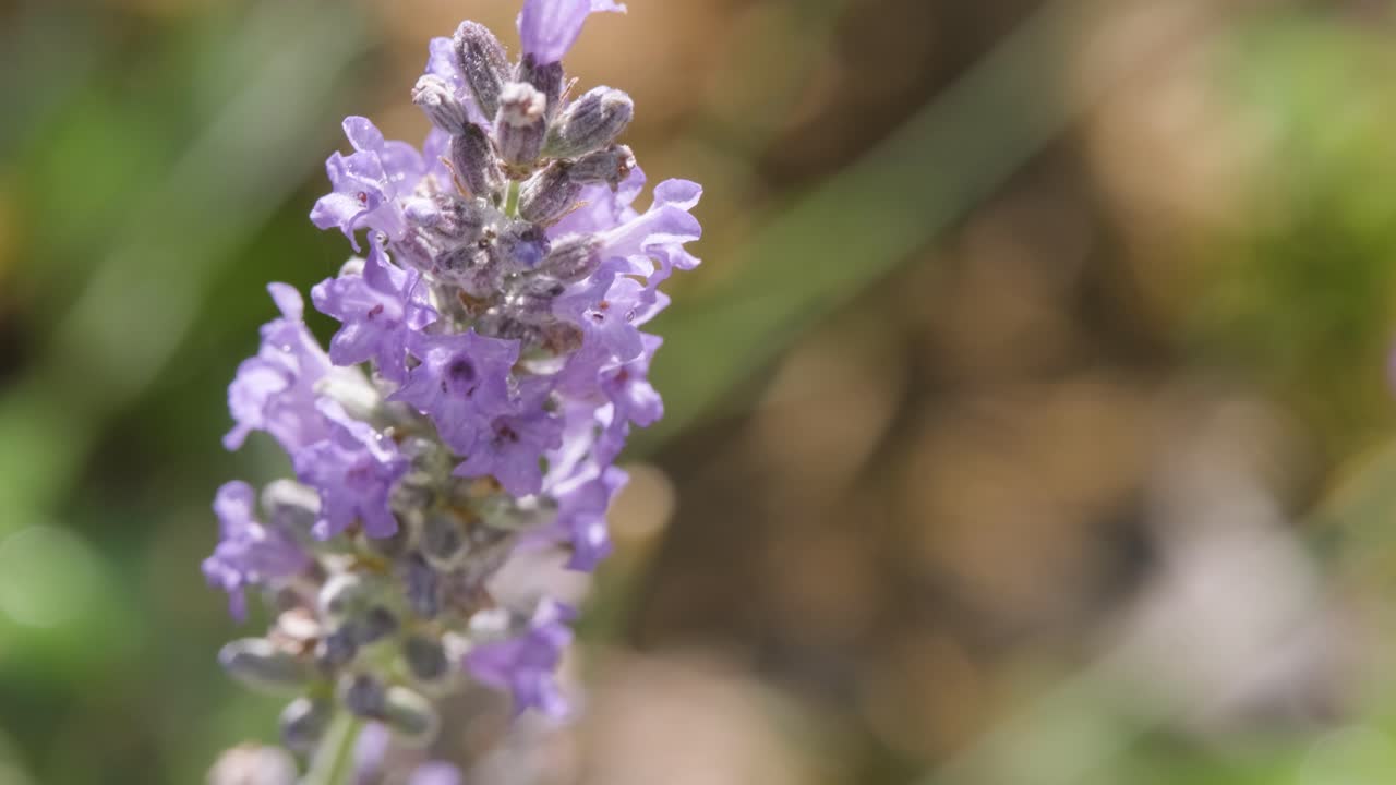 태양에 의해 점화 보라색 라벤더 꽃의 클로즈업
