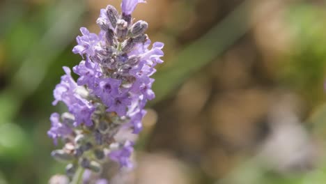 Nahaufnahme-Einer-Violetten-Lavendelblüte,-Die-Von-Der-Sonne-Beleuchtet-Wird