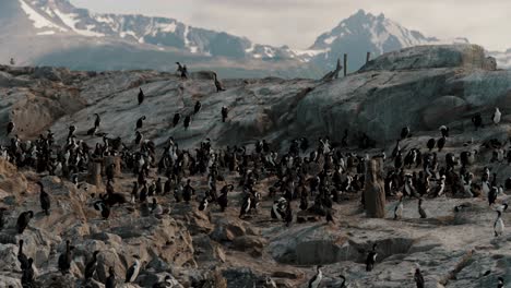 cormorants colony resting on rocky island, beagle channel, ushuaia, tierra del fuego, argentina - panning shot