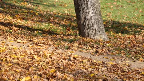 autumn leaves on the ground