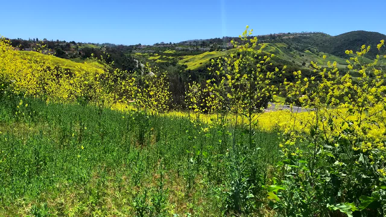 flores silvestres amarillas en la cima de una colina con vista al valle, 4k 60p