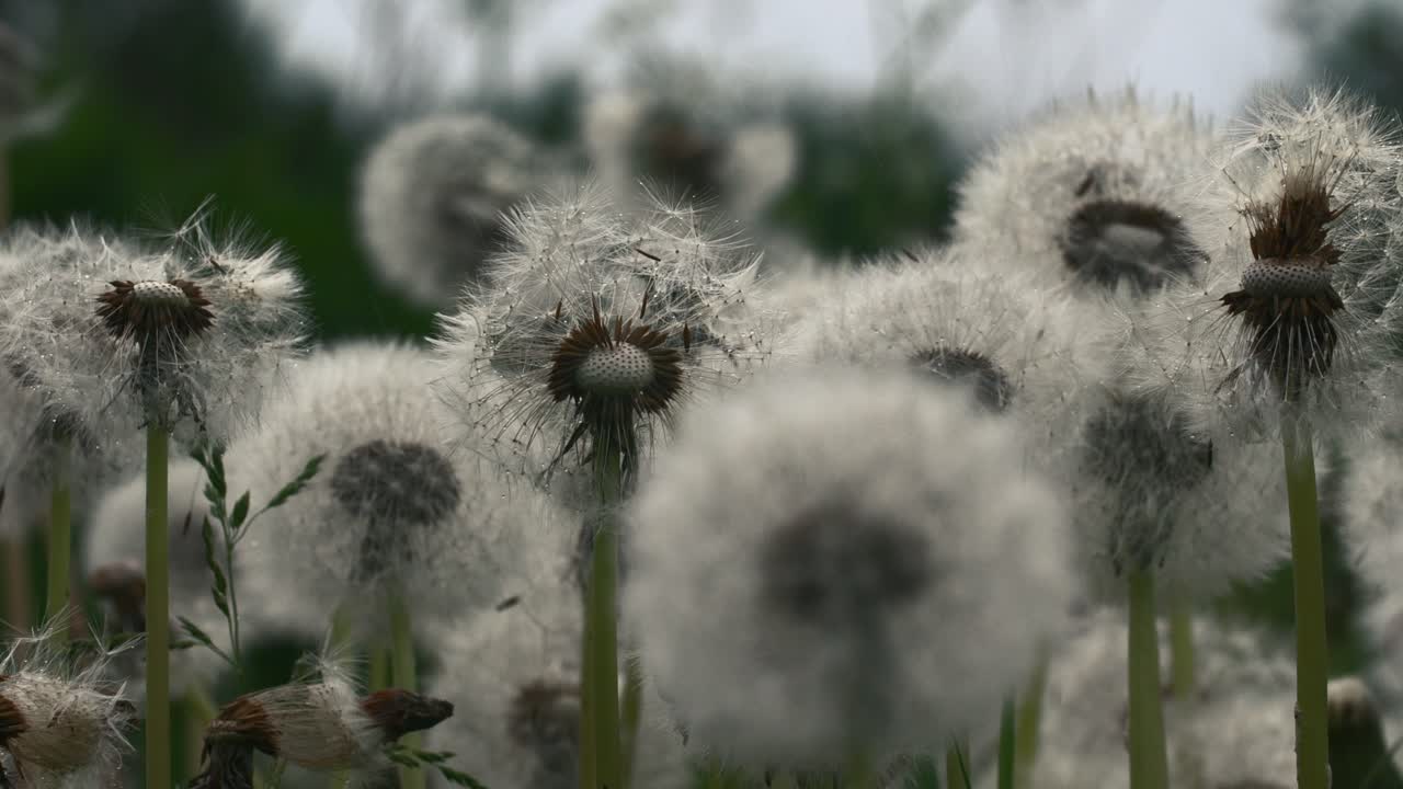 에 있는 사탕수수