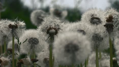 diente de león en un campo