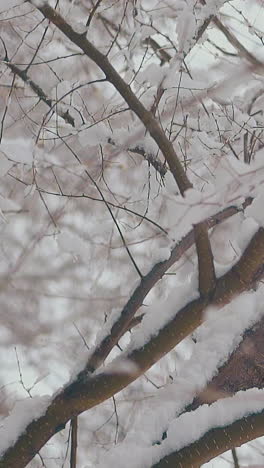camera motion along park with trees and wet snow lying on long branches against grey sky close view slow motion