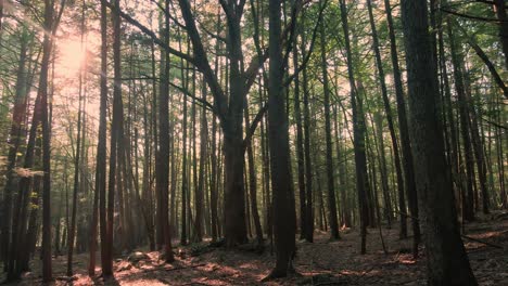 Schönes-Goldenes-Licht-Während-Eines-Sommersonnenuntergangs-In-Einem-Magischen-Wald