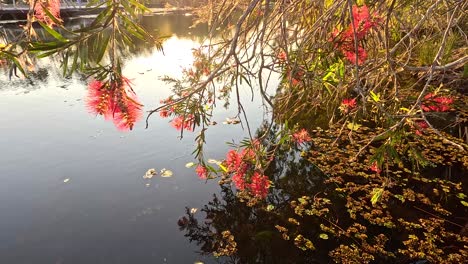 flores de cepillo de botella rojas reflejadas en el agua tranquila