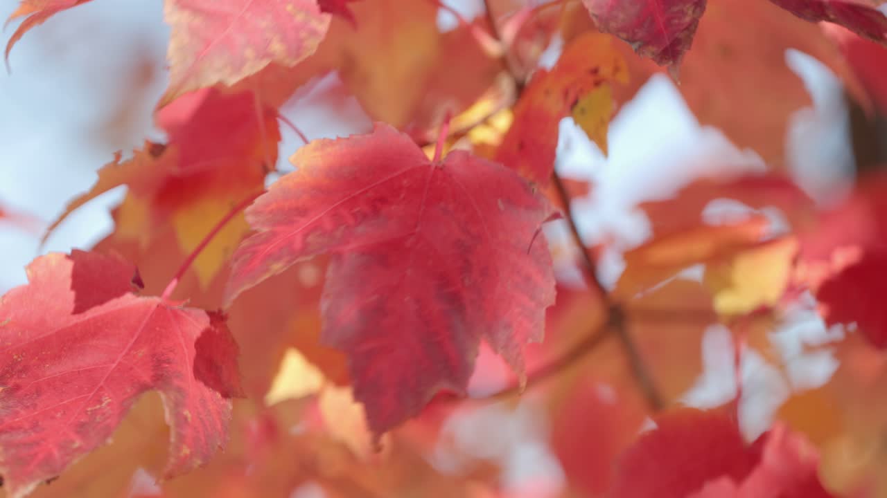 Punaisia ja oransseja syksyn vaahteranlehtiä aurinkoisena syyspäivänä Gatineaussa, Quebecissä.
