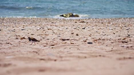 lavandera moviéndose a lo largo de la playa