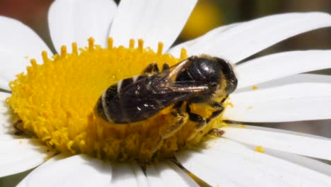 macro shot of a bee sucking nectar out of a daisy flower in slow motion and flying away while heave wind