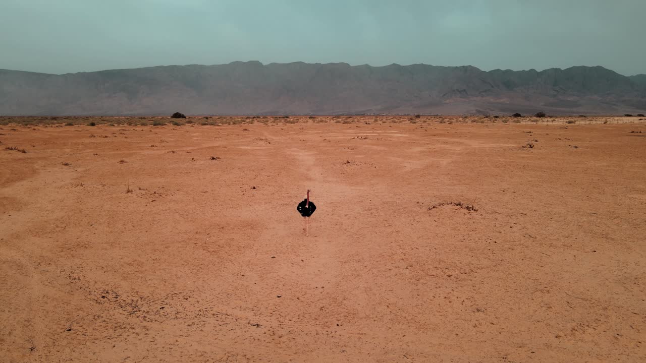 이스라엘의 국립공원을 평화롭게 걷는 타조의 공중 추적 샷