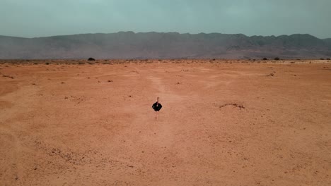 Kamerafahrt-Aus-Der-Luft-Eines-Straußes,-Der-Friedlich-Durch-Einen-Nationalpark-In-Israel-Geht