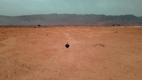 aerial tracking shot of an ostrich walking peacefull through a national park in israel