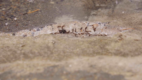 Busy-worker-ant-nest-colony-in-dry-cracked-concrete-sidewalk-gap