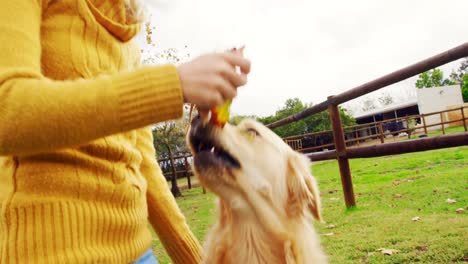 Beautiful-woman-playing-with-her-dog-4k