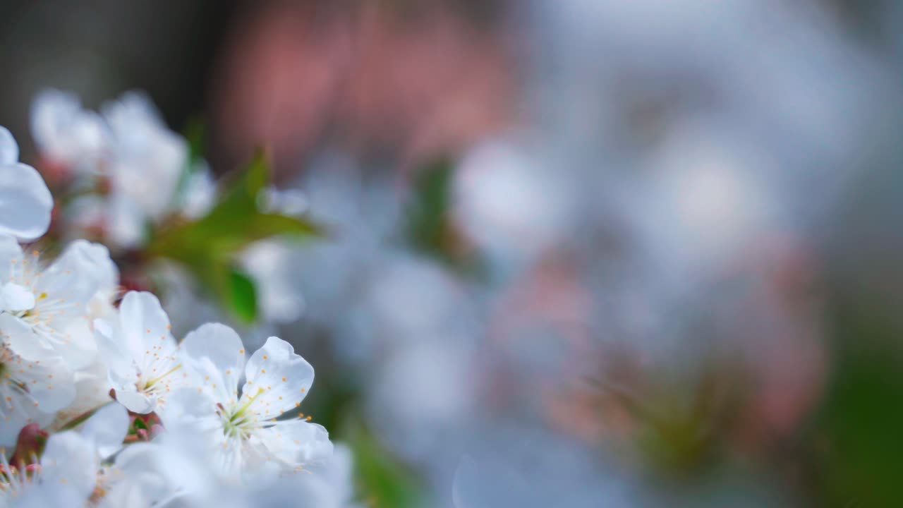 Blooming tree at sunlight. Branch of beautiful white flowers of a tree swaying in the wind in springtime. Blossom branch on blur background. Close-up