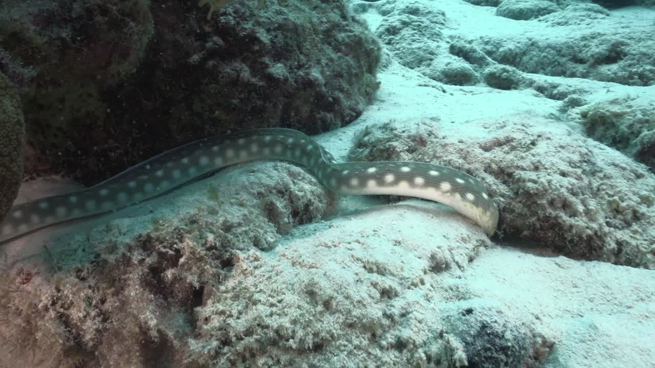 A sharp-tailed eel moves smoothly across the sandy ocean bottom, weaving through the underwater landscape as it searches for food.