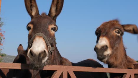 close-up of happy donkeys looking at the camera