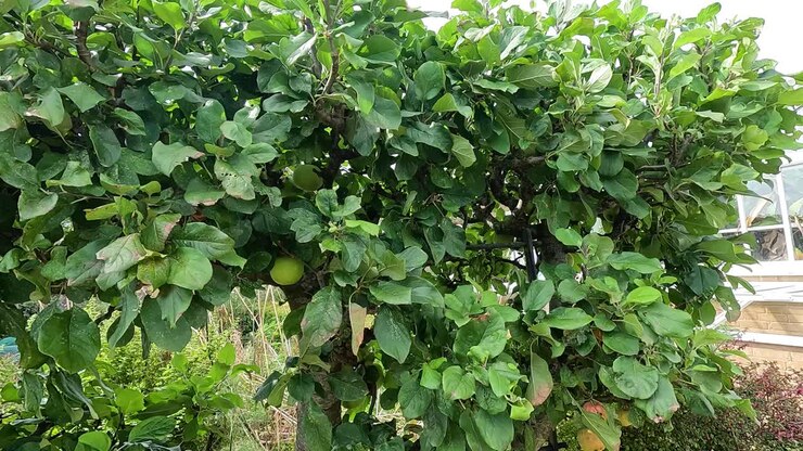 Melo con fogliame verde e mele
