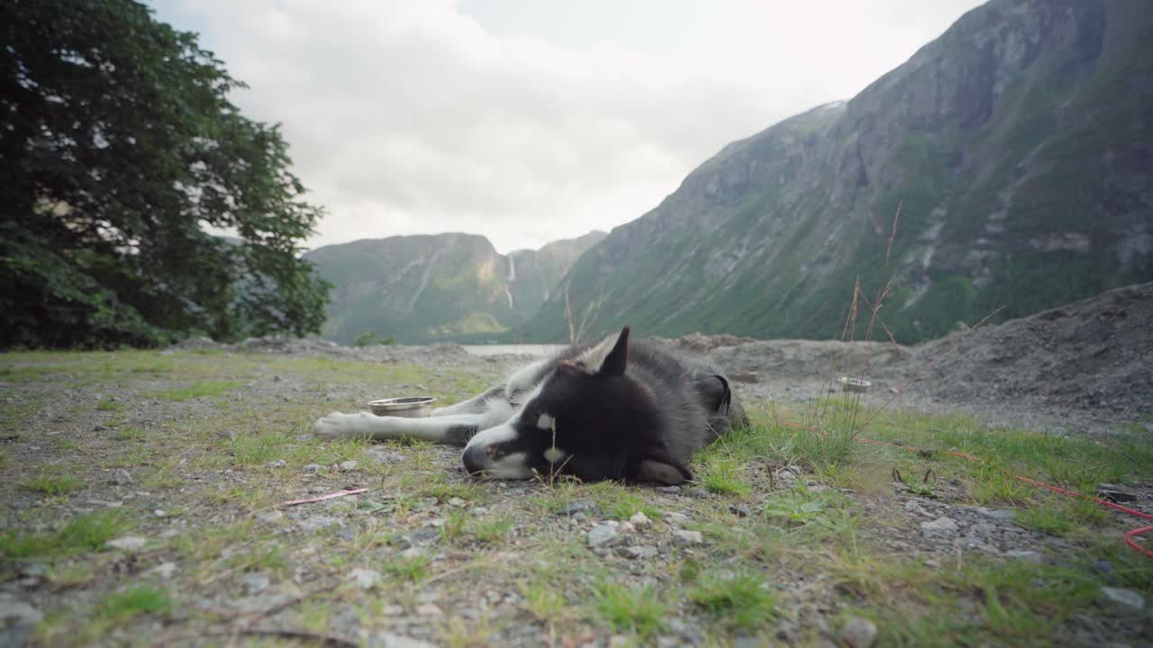 산속 땅에서 평화롭게 자고 있는 피곤한 애완견