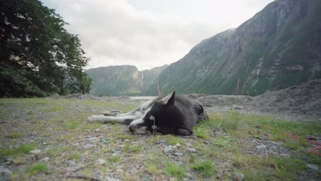 tired pet dog sleeping peacefully on the ground in the mountain