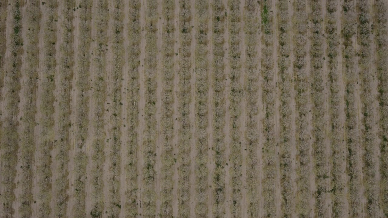 Vertical aerial perspective highlighting precision farming and organized pistachio cultivation.
