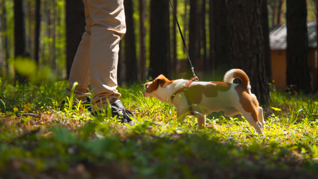 숲에서 개를 산책시키는 남자