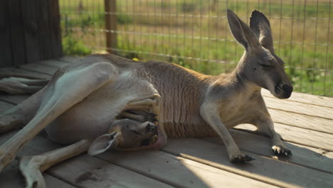 a mother kangaroo lays on a wooden platform while its joey sleeps in its pouch