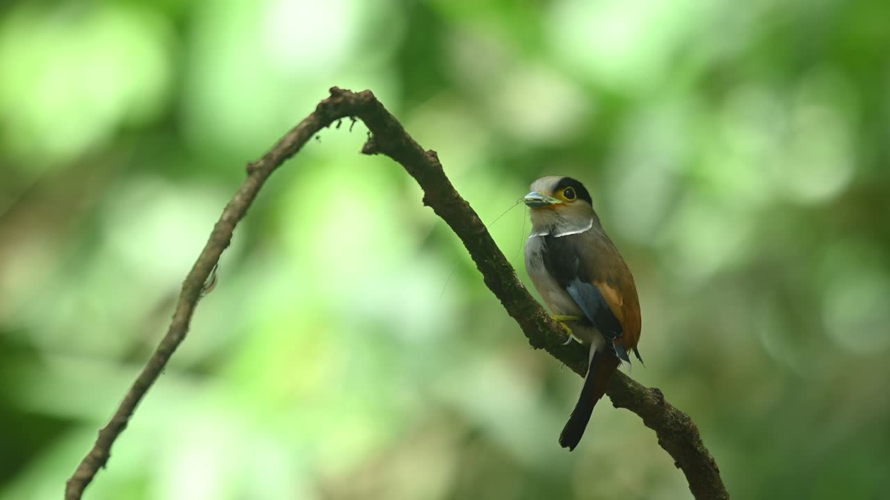 Silver-breasted broadbill, Serilophus lunatus