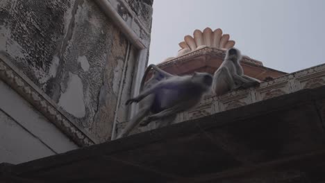 el edificio proporciona un hábitat y un patio de recreo para estas criaturas ágiles.