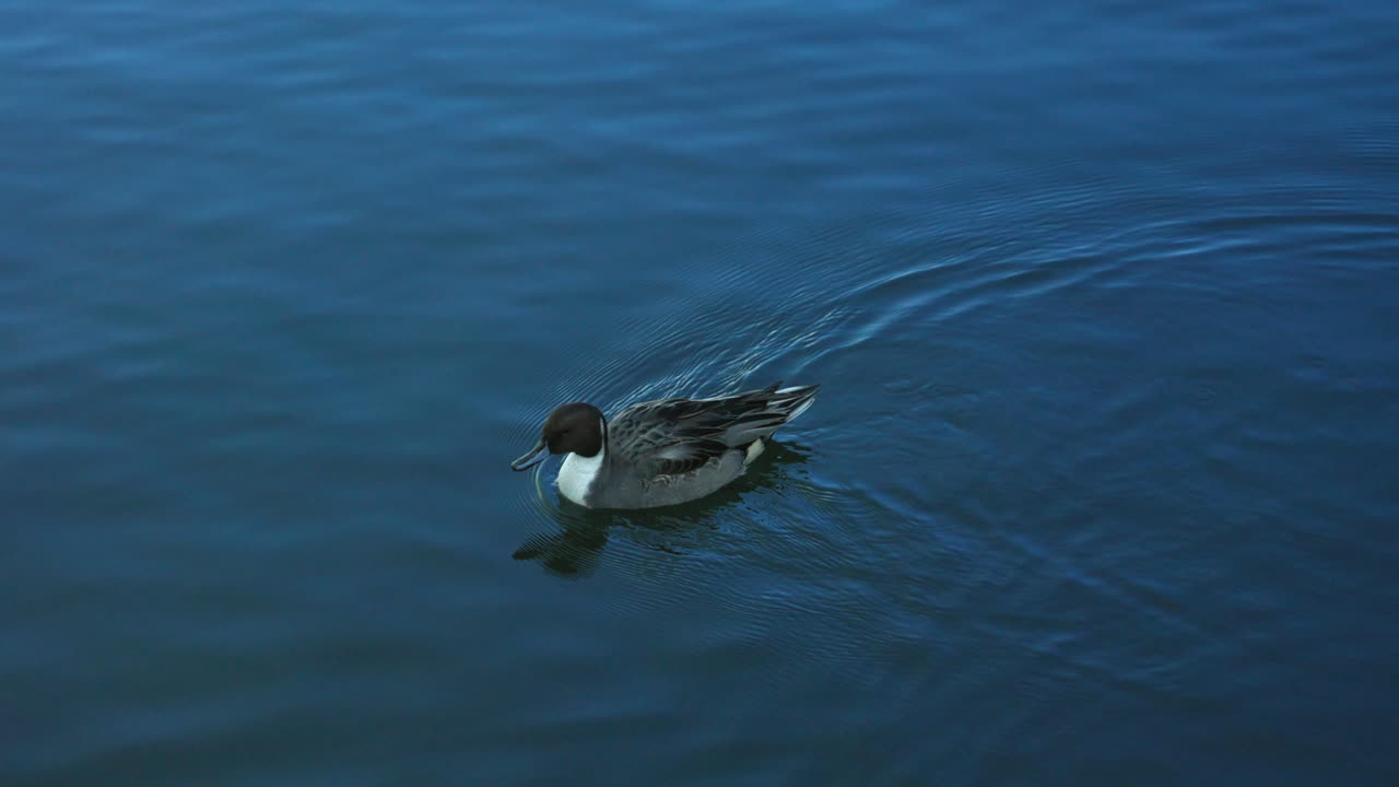 Pintail Utara Jantan Berenang dan Mendayung di Air Tenang.