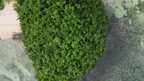 top-down cinematic aerial view of lush tree-covered mountain in philippine island next to white sand beach and transparent ocean waters