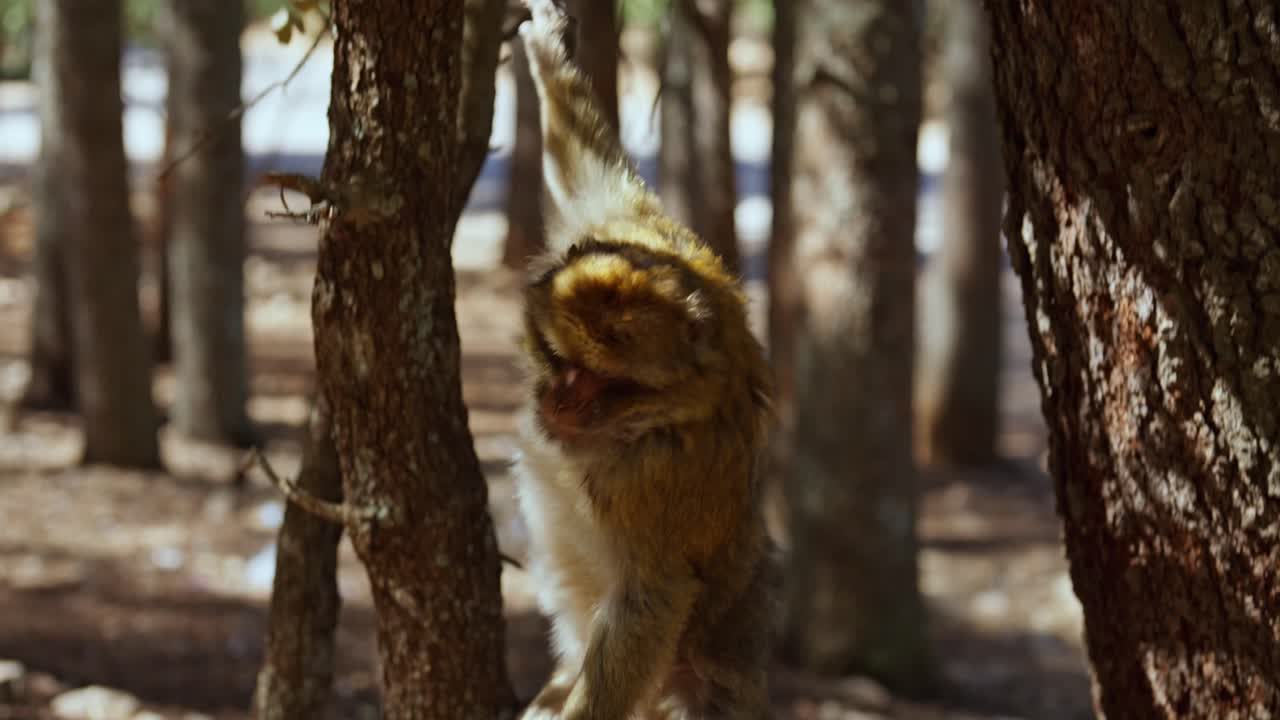 Slowmotion monkey climbing down a tree in morocco forest