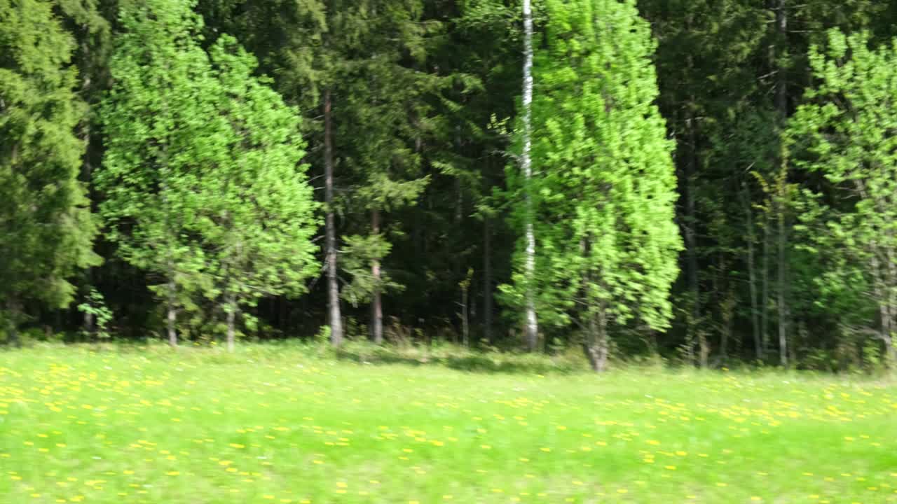 вид через боковое окно автомобиля авто в движении на дороге. шоссе вдоль зеленого леса и деревьев летом. туризм и путешествия, концепция путешествия. красивая природа и ландшафт. автомобиль, движущийся по дороге.